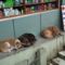 Castleton pihenő kutyák