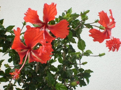 Hibiskus