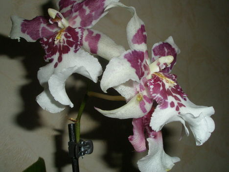 Miltassia orchidea