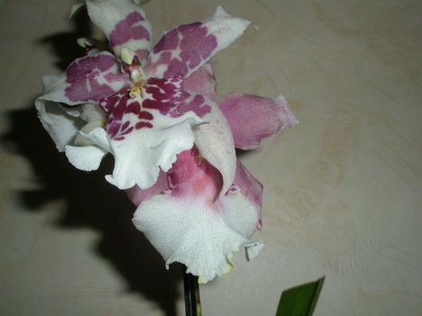 Miltassia orchidea