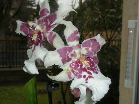 Miltassia orchidea