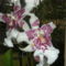 Miltassia orchidea