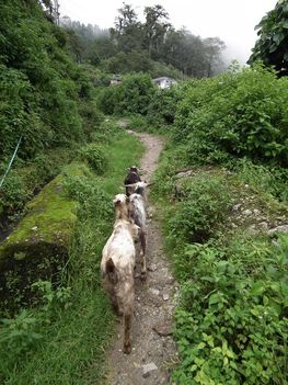 Nepál - kecskék az ösvényen