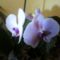 orhidea14
