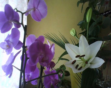 orhidea,liliom  31