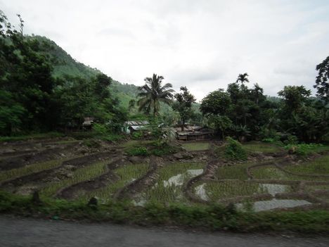 rizs termő földek