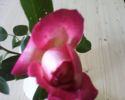 rózsa  33