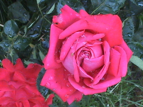 rózsa eső után