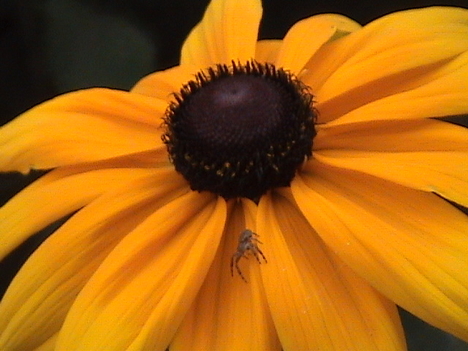 sárga kúpvirág pókkal