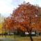 Tarján őszi színekben