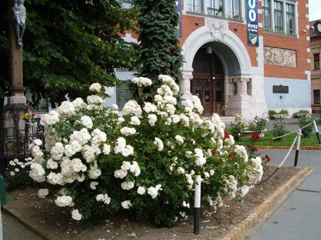 Városi rózsakert...2.