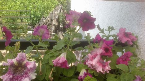 20120701229petonia