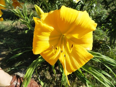 4.)  Hemerocallis