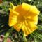 4.)  Hemerocallis