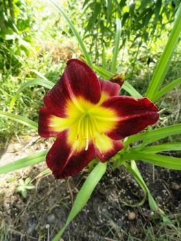 5.)  V-5  100  k, Hemerocallis