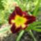 5.)  V-5  100  k, Hemerocallis