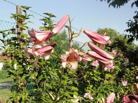 DSC09045