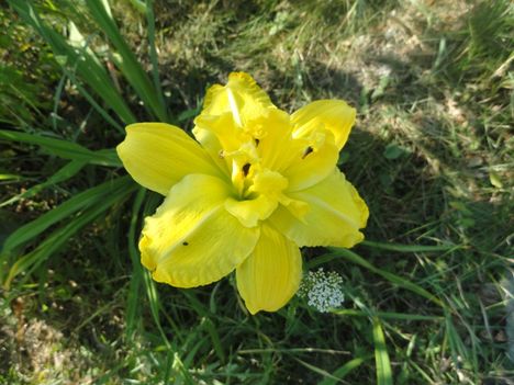 DSC09053; Hemerocallis ; Sásliliom