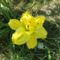 DSC09053; Hemerocallis ; Sásliliom