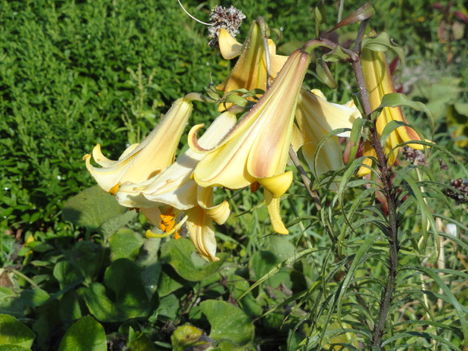 DSC09072