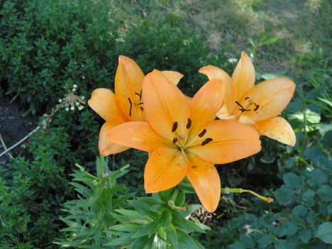 DSC09078