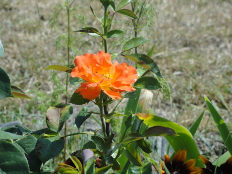 DSC09082