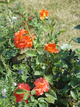 DSC09085