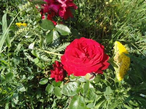 DSC09086