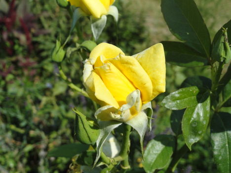 DSC09105