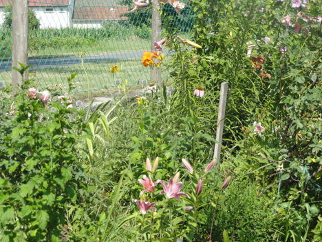 DSC09118