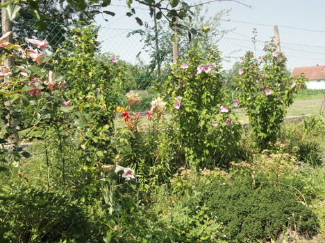 DSC09119