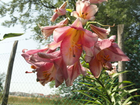 DSC09122