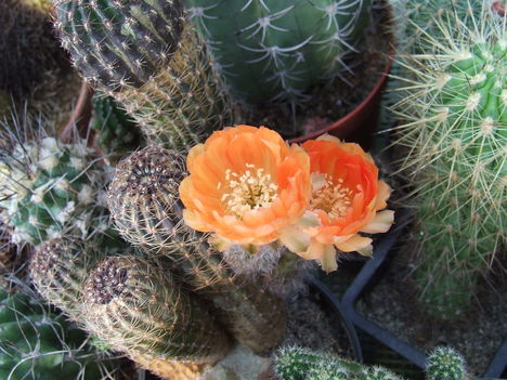 DSCF5816