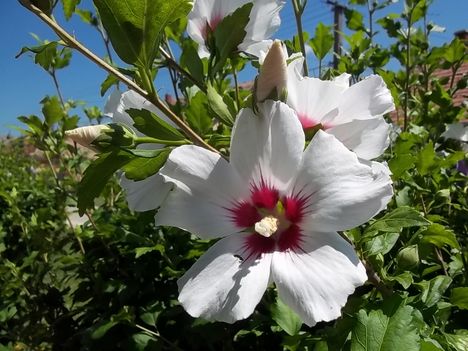 fehér hibiszkusz