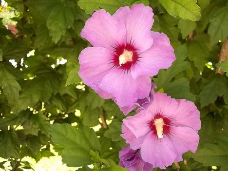rózsaszin hibiszkusz