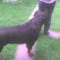 3554648053_Roni