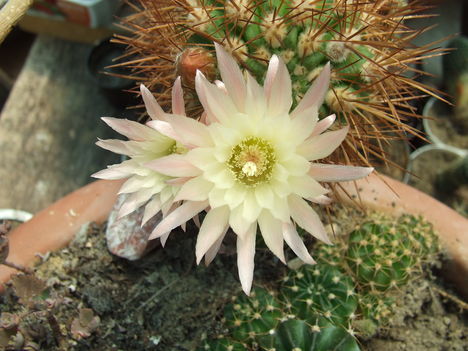 DSCF5832