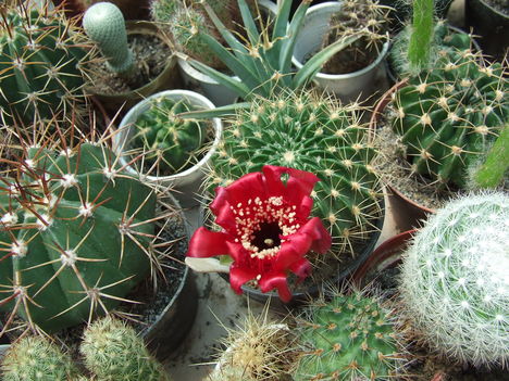 DSCF5837