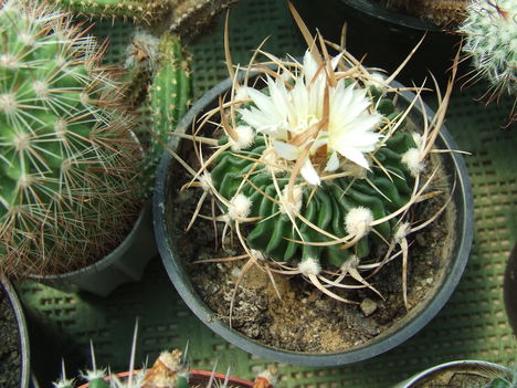 DSCF5838