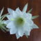 DSCF5851