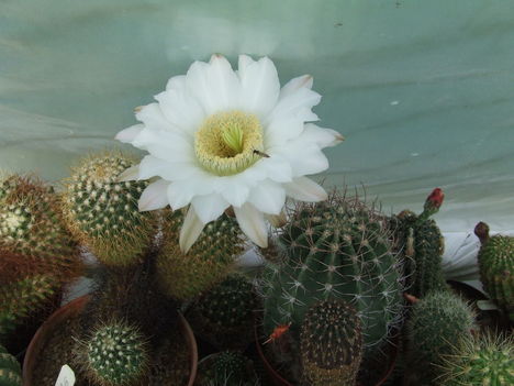 DSCF5852