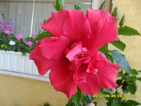 első hibiszkuszvirág idén