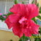 első hibiszkuszvirág idén