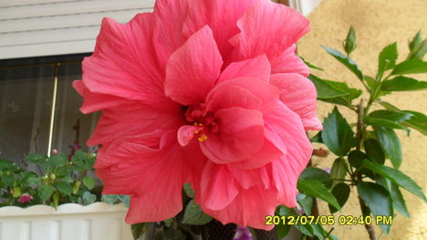 hibiszkusz tegnap