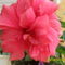 hibiszkusz tegnap