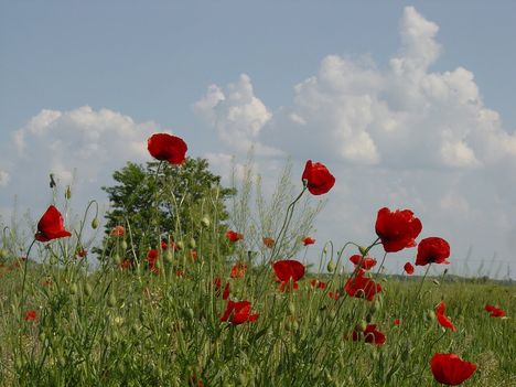 pipacsok  /átvett kép!/