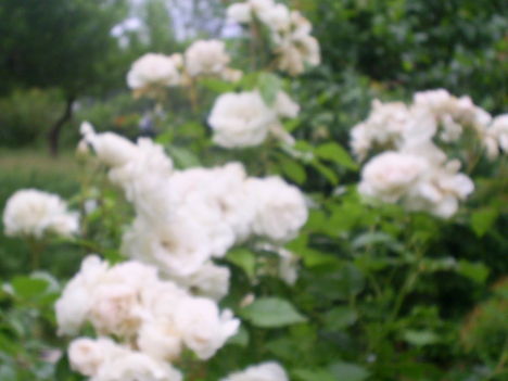 S5020090