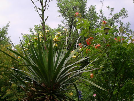 S5020105
