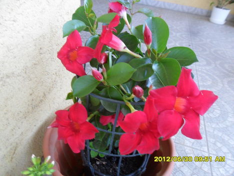 sundevilla