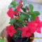 sundevilla